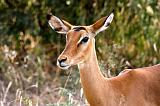 TANZANIA - Lake Manyara National Park - 36